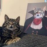 VAMPCAT | $VC Portal