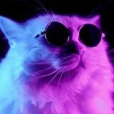 $CatWifSunnies Coin