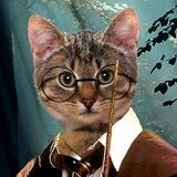 HARRY CATTER