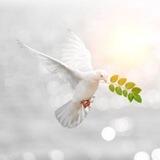 🕊 Klar Denker Chat 🕊