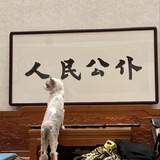 海鸥日常