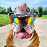 Mog Dog Portal