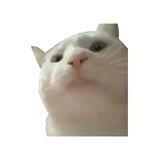 Vibing Cat | Portal