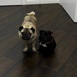 DOUBLEDOG COMMUNITY Chat