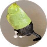 catwifbag - The dogwifhat Owner's Cat