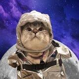 Moon Cat | Portal