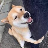 dogwifleg $LEG