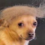 WIFTRUMP | Portal