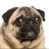 justadogsol