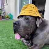 Binance Dog $CIPPONE