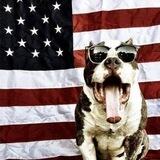 The WatchDog