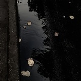 trees swaying—violently.