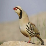 کبک بازان