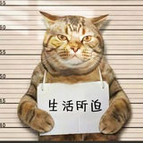 Telegram飞机代理免费分享