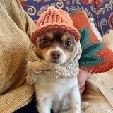 pipwifhat