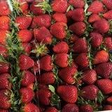ФРУКТЫ ОВОЩИ ВИДНОЕ