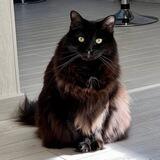 MITTENS Telegram’s Cat on TON