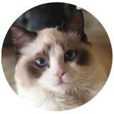 Taylor Swift's Cat Portal