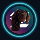 The Confused Dog