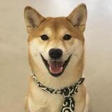 Dogwifnecktie | $WIN
