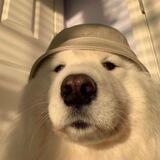 Dogi Community