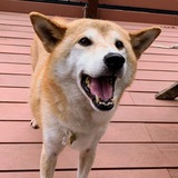 $KOZUE Portal