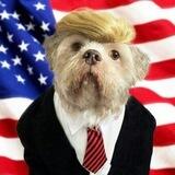 DogWifTrump