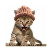 Roaring Kitty RWIF - PORTAL