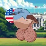 BIG BALLS BIRDS CHAT 🇺🇸