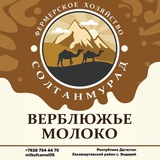 Верблюжья ферма в Дагестане