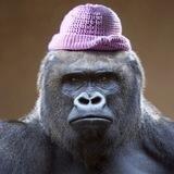 Gorilla Wif Hat | Toly's Tweet