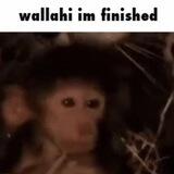 $WIF CTO