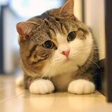 Motimaru