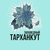 Тарханкут Заповедный 🌿 Оленевка