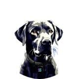 BARKIE | Entry