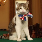 Larry The Cat!