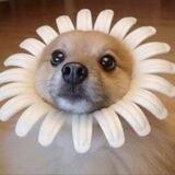 Dog $OR Flower Portal