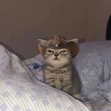 cowboy cat