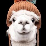 🦙🦙Solpacawifhat Official🦙🦙