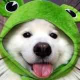 $FROGDOG Portal