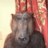 monke portal