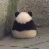 Pissed Off Panda