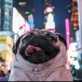 DOUG CTO PORTAL