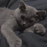 猫太频道 跑分