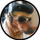 Elvis Dog on Solana