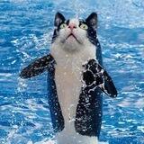 ORCAT