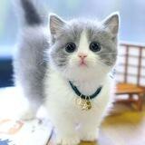 🙌Мир Котиков