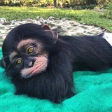 CRYPTO MONKEY 🙈