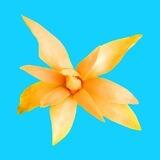 Top Tropicals | Plant Nursery & Garden Farm