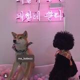 dogwifbandana $WIFBANDANA